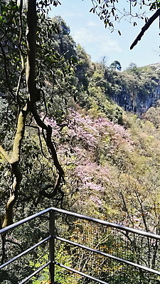 포토 JPG 해외이미지 나무 식물 공원 잎 자연 하늘 풍경 사람없음 목재 초록색 여름 환경 나뭇가지 숲 큼 나무껍질 옛날 해외포토 계절 공공시설 컬러 재료 껍질 크기 생태계 파일형식 이미지허브