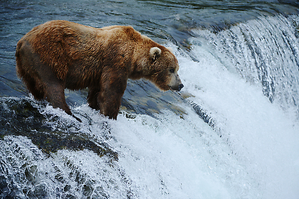 포토 JPG 해외이미지 주간 한마리 야생동물 곰 사람없음 야외 폭포 해외포토 자연요소 동물 1 포유류 자연 파일형식 이미지허브