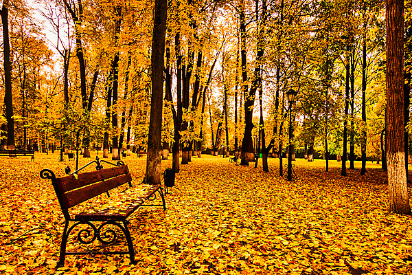 포토 JPG 해외이미지 주간 공원 단풍 낙엽 벤치 단풍나무 사람없음 야외 주황색 해외포토 자연요소 나무 공공시설 컬러 잎 의자 파일형식 이미지허브