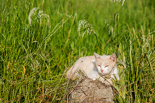 포토 JPG 해외이미지 식물 동물 한마리 응시 백그라운드 잎 포유류 자연 수염 털 서기 사람없음 야외 초록색 울타리 반려동물 햇빛 정원 맑음 고양이 봄 흰색 관찰 기다림 작음 민들레 집중 경계 보케 노려봄 해외포토 1 시선 계절 꽃 컬러 컨셉 모션 날씨 표정 담장 태양 크기 생태계 파일형식 이미지허브