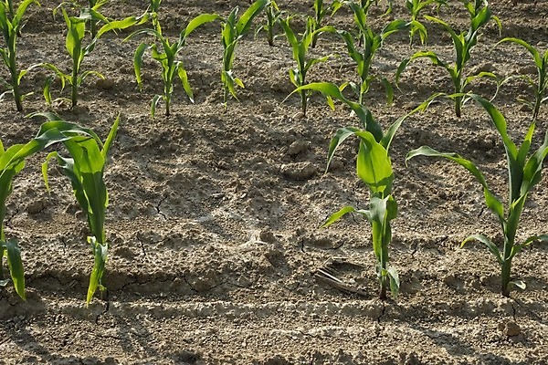 포토 JPG 해외이미지 식물 음식 농업 종류 옥수수 사람없음 농작물 다양 낟알 시리얼 해외포토 산업 다수 곡류 파일형식 이미지허브
