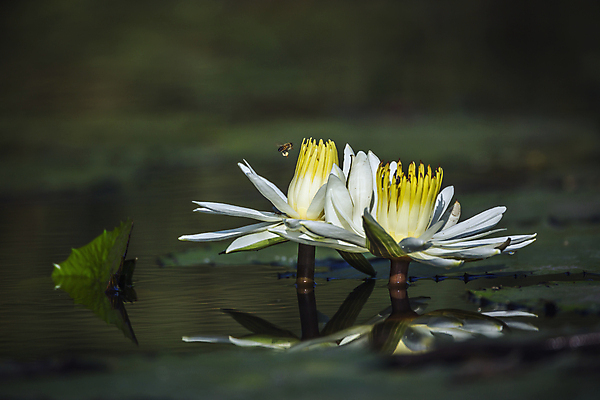 포토 JPG 해외이미지 식물 꽃 곤충 아프리카 자연 연꽃 국립공원 사람없음 가로 보호 백합 벌 사파리 남아프리카 보츠와나 보호구역 해외포토 동물 공원 나라 컨셉 생태계 구역 파일형식 이미지허브