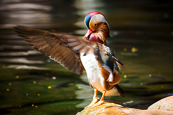 포토 JPG 해외이미지 동물 공원 남자 호수 야생동물 백그라운드 날개 오렌지 자연 조류 오리 동물원 서기 사람없음 옆모습 초록색 물 여름 파란색 강 컬러풀 세계 뷰티 반사 갈색 수영 활발 거울 젖음 흰색 연못 깃털 부리 내추럴 고립 이국적 해외포토 자연요소 계절 공공시설 뷰포인트 컬러 컨셉 과일 모션 사람 수상스포츠 생태계 파일형식 이미지허브
