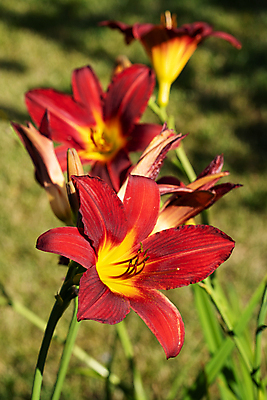 포토 JPG 해외이미지 식물 계절 꽃잎 꽃 꽃무늬 자연 사람없음 야외 빨간색 환경 정원 봄 성장 벚꽃 신선 개화 닫기 관목 생태계 원예 화단 내추럴 영원 해외포토 나무 컬러 무늬 모션 취미 파일형식 이미지허브