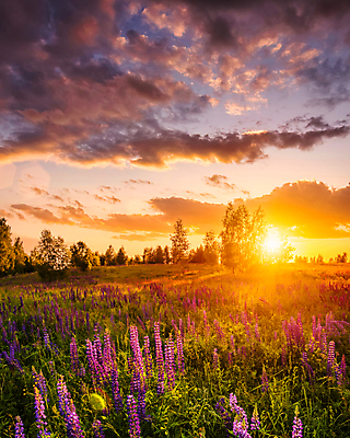 포토 JPG 해외이미지 나무 꽃밭 자연 하늘 사람없음 야외 햇빛 태양 일몰 해외포토 자연요소 식물 꽃 노을 생태계 파일형식 이미지허브