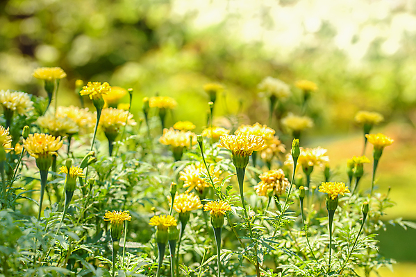 포토 JPG 해외이미지 식물 계절 꽃잎 꽃 줄기 잎 밭 자연 사람없음 야외 초록색 뷰티 노란색 환경 화목 침묵 봄 성장 벚꽃 광선 시골 신선 개화 닫기 허브 내추럴 해외포토 컬러 컨셉 농업 모션 소리 생태계 파일형식 이미지허브