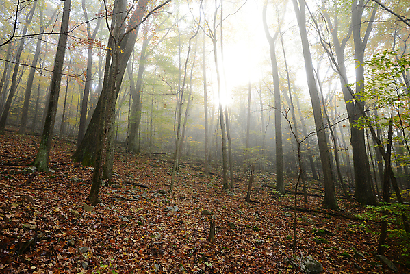 포토 JPG 해외이미지 나무 계절 공원 여행 잎 자연 산 사람없음 야외 빨간색 컬러풀 노란색 안개 시골 숲 서쪽 해외포토 식물 공공시설 컬러 날씨 방향 생태계 파일형식 이미지허브