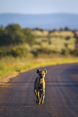 포토 JPG 해외이미지 동물 야생동물 포유류 모션 아프리카 자연 국립공원 웃음 사람없음 세로 달리기 걷기 황무지 보호 사파리 남아프리카 보츠와나 보호구역 해외포토 공원 나라 컨셉 표정 생태계 구역 파일형식 이미지허브