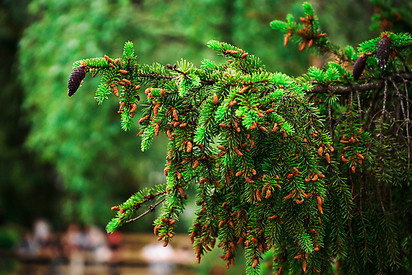포토 JPG 해외이미지 나무 식물 계절 공원 꽃 백그라운드 잎 농업 비즈니스 자연 한명 야외 목재 가로 초록색 파란색 정원 보라색 봄 놀이방 벚꽃 흰색 나뭇가지 소나무 센터 숲 묘사 생태계 솔방울 상록수 침엽수 전나무 원뿔 내추럴 삼나무 가문비나무 해외포토 도형 1 공공시설 산업 컬러 재료 사람 파일형식 이미지허브