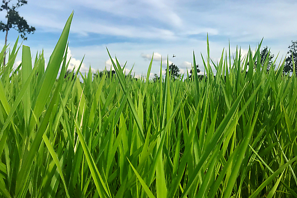포토 JPG 해외이미지 식물 음식 밭 농업 태국 풍경 잔디 초원 사람없음 야외 초록색 농장 목장 성장 신선 밭일 해외포토 산업 아시아 컬러 파일형식 이미지허브