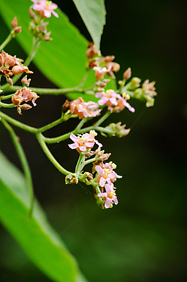 포토 JPG 해외이미지 나무 식물 계절 공원 꽃 아시아 도로 여행 백그라운드 잎 자연 산 안테나 사람없음 야외 목재 초록색 빛 햇빛 평화 환경 봄 안개 신선 숲 열대우림 내추럴 양치류 해외포토 공공시설 나라 길 컬러 컨셉 재료 통신 교통시설 날씨 태양 생태계 파일형식 이미지허브