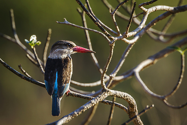 포토 JPG 해외이미지 주간 야생동물 자연 조류 사람없음 야외 아웃포커스 나뭇가지 물새 물총새 해외포토 자연요소 나무 동물 촬영기법 생태계 파일형식 이미지허브