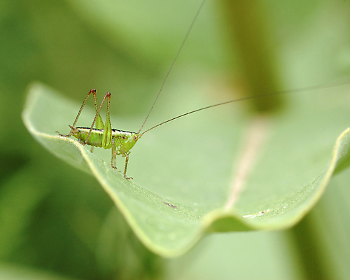 포토 JPG 해외이미지 동물 곤충 자연 사람없음 초록색 해충 벌레 메뚜기 해외포토 컬러 생태계 파일형식 이미지허브