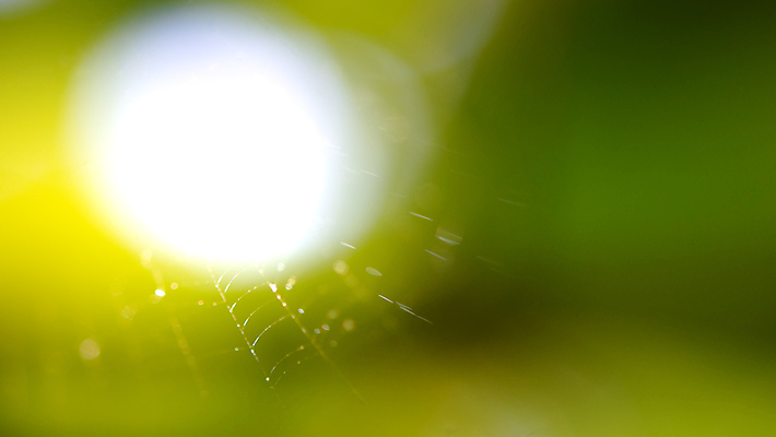 포토 JPG 해외이미지 곤충 백그라운드 컨셉 패턴 자연 아침 추상 사람없음 야외 초록색 빛 햇빛 태양 웹 어둠 흰색 그물 네트워크 실 닫기 연결 위험 실크 거미줄 구슬 묘사 질감 거미 올가미 내추럴 복잡 해외포토 주간 자연요소 동물 컬러 무늬 인터넷 모션 직물 생태계 파일형식 이미지허브