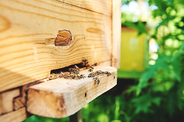 포토 JPG 해외이미지 동물 계절 음식 포즈 곤충 농업 비즈니스 모션 자연 노동자 건강 초원 사람없음 야외 상자 농장 정원 수확 시골 달콤 약초 유기농 꽃가루 꿀 찌르기 벌집 내추럴 밀랍 양봉 양봉장 왁스 많음 해외포토 직업 웰빙 산업 컨셉 풀_식물 맛 가루 생태계 파일형식 이미지허브