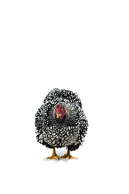 포토 JPG 해외이미지 동물 1 백그라운드 농업 조류 서기 사람없음 옆모습 농장 검은색 치킨 가축 흰색 깃털 흰배경 부리 고립 해외포토 산업 뷰포인트 컬러 모션 닭고기요리 파일형식 이미지허브