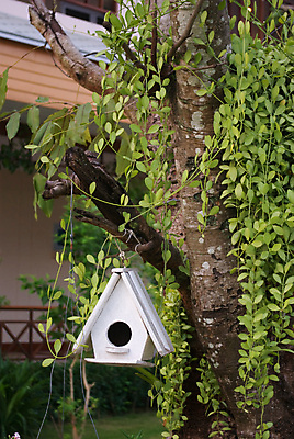 포토 JPG 해외이미지 나무 식물 공원 주택 매달리기 사람없음 장식 초록색 정원 흰색 덩굴 아이비 트레일러 해외포토 공공시설 컬러 모션 건물 파일형식 이미지허브