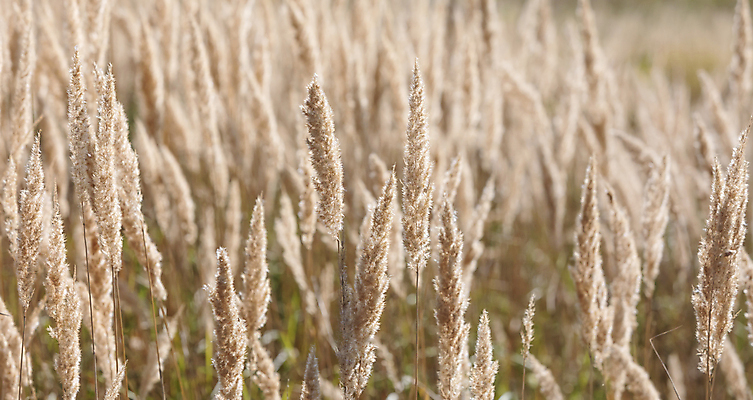 포토 JPG 해외이미지 주간 밭 갈대 사람없음 야외 아웃포커스 가을 해외포토 자연요소 식물 계절 농업 촬영기법 파일형식 이미지허브