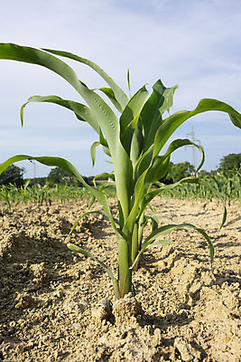 포토 JPG 해외이미지 식물 음식 농업 종류 옥수수 사람없음 농작물 다양 낟알 시리얼 해외포토 산업 다수 곡류 파일형식 이미지허브