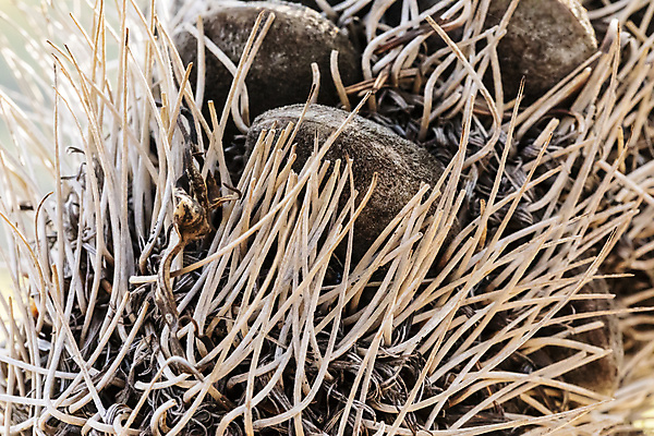 포토 JPG 해외이미지 나무 식물 꽃잎 꽃 자연 불 산 종류 씨앗 풍경 사람없음 야외 목재 초록색 갈색 환경 계곡 사진촬영 하이킹 나뭇가지 호주 숲 땅 침엽수 원뿔 해외포토 자연요소 도형 컬러 재료 레저 촬영 오세아니아 생태계 파일형식 이미지허브