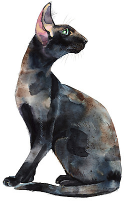 JPG 해외이미지 한마리 응시 일러스트 사람없음 검은색 고양이 뒤돌아보기 해외일러스트 1 시선 컬러 포유류 모션 반려동물 파일형식 이미지허브