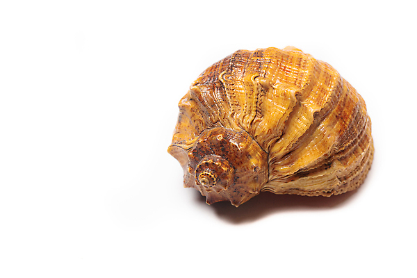 포토 JPG 해외이미지 동물 디자인 야생동물 모래 바다 여행 백그라운드 자연 추상 휴가 조개 불가사리 연체동물 사람없음 장식 세트 뷰티 갈색 줄무늬 껍질 흰색 산호 소라 수집 싱글 질감 기념품 내추럴 고립 구성 해외포토 컬러 무늬 어패류 극피동물 무척추동물 자포동물 오브젝트 생태계 파일형식 이미지허브