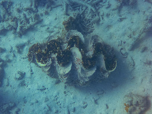 포토 JPG 해외이미지 동물 야생동물 바다 자연 조개 이집트 어류 풍경 사람없음 물 파란색 컬러풀 평화 바닷속 수중 껍질 만 스노클링 산호 호주 큼 다이빙 소금 암초 수족관 거인 몰디브 해외포토 자연요소 아시아 컬러 컨셉 아프리카 어패류 수영 수중동물 수상스포츠 오세아니아 자포동물 크기 생태계 수중스포츠 파일형식 이미지허브