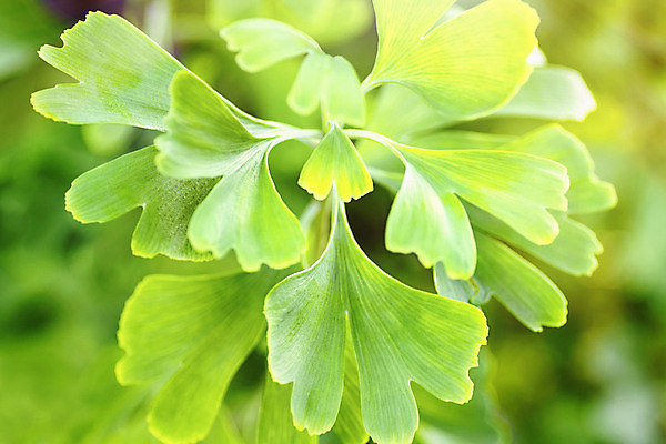 포토 JPG 해외이미지 나무 식물 공원 백그라운드 잎 자연 하늘 건강 사람없음 목재 초록색 여름 빛 햇빛 태양 약 맑음 중국 봄 흰색 나뭇가지 신선 약초 숲 허브 보케 내추럴 보충 해외포토 자연요소 계절 공공시설 아시아 컬러 재료 의학 날씨 풀_식물 생태계 파일형식 이미지허브