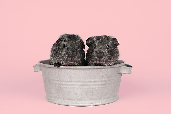 포토 JPG 해외이미지 동물 척추동물 분홍색 백그라운드 2 포유류 자연 실내 앉기 사람없음 반려동물 우주 목욕 회색 돼지 설치류 작음 컨테이너 양동이 슛 통조림 다음 카피스페이스 해외포토 산업 컬러 모션 내부 청결 공백 크기 생태계 파일형식 이미지허브