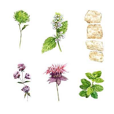 EPS 해외이미지 꽃 일러스트 사람없음 허브 바질 엘리먼트 해외일러스트 식물 파일형식 벡터 이미지허브