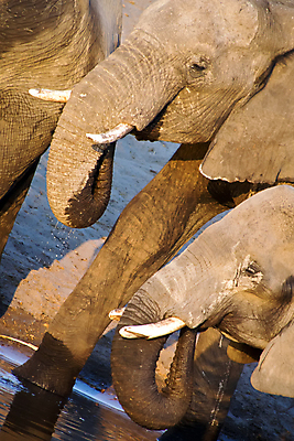 포토 JPG 해외이미지 동물 얼굴 야생동물 여행 포유류 아프리카 자연 코끼리 국립공원 사람없음 뷰티 환경 다양 보호 큼 사파리 피부 환경보전 생태계 질감 생물학 귀 상아 서식지 동물상 보츠와나 보호구역 생태학 해외포토 멸종위기종 공원 교육 나라 다수 컨셉 신체부위 조형물 크기 사회이슈 구역 파일형식 이미지허브