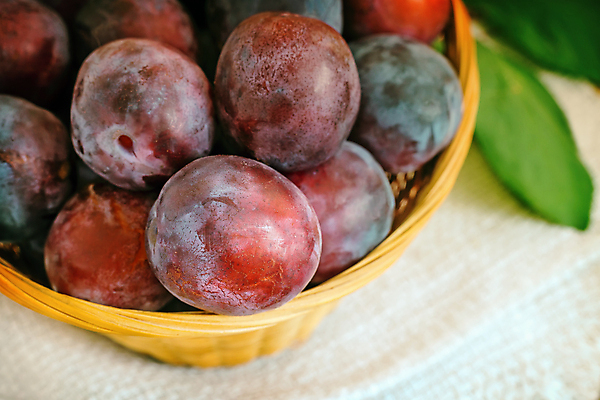 포토 JPG 해외이미지 음식 백그라운드 잎 농업 다이어트 과일 재료 자연 디저트 주택 실내 건강 요리 사람없음 농장 바구니 정원 수확 가을 신선 체리 아침식사 보호 큼 잼 먹기 비타민 자두 건강식 내추럴 엮은 채식주의자 많음 맛있는 해외포토 식물 계절 산업 컨셉 모션 내부 건물 식사 소스_음식 크기 생태계 채식 영양소 파일형식 이미지허브