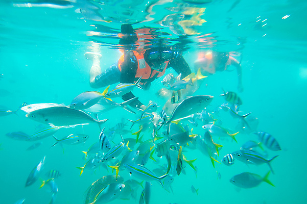 포토 JPG 해외이미지 동물 모래 스포츠 파도 바다 여행 이동 휴가 고글 바닥 어류 사람 취미 사람없음 물 파란색 수중 수영 침묵 탐험 그룹 산호 잠수부 큼 아래 다이빙 장면 지느러미 태평양 암초 수족관 깊이 수유 이국적 해외포토 자연요소 컬러 컨셉 수중동물 소리 수상스포츠 자포동물 전문직 크기 방향 위치 수중스포츠 파일형식 이미지허브