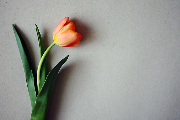 포토 JPG 해외이미지 한송이 실내 사람없음 회색 튤립 카피스페이스 해외포토 1 꽃 컬러 내부 공백 송이 파일형식 이미지허브