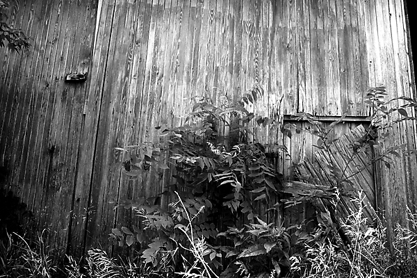 포토 JPG 해외이미지 나무 벽 패턴 표면 날씨 사람없음 목재 울타리 갈색 수확 골동품 판넬 거친 널 낟알 천 묘사 부식 질감 잠금 내추럴 그런지 수목 옛날 해외포토 식물 컬러 무늬 농업 재료 담장 직물 보안 파일형식 이미지허브