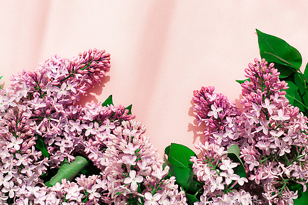 포토 JPG 해외이미지 나무 식물 디자인 배너 계절 꽃잎 꽃 분홍색 꽃다발 백그라운드 꽃무늬 패턴 봄꽃 자연 벽지 추상 사람없음 장식 뷰티 우주 정원 보라색 봄 낭만 벚꽃 나뭇가지 인사 신선 개화 5월 제비꽃 엽서 라일락 내추럴 플랫레이 카피스페이스 어머니의날 해외포토 기념일 컬러 컨셉 무늬 공백 예절 날짜 플랫 편지 생태계 미국문화 파일형식 이미지허브