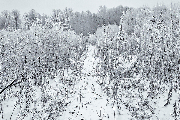 포토 JPG 해외이미지 나무 식물 구름 계절 공원 벽 여행 백그라운드 크리스마스 겨울 밭 자연 벽지 하늘 날씨 흑백 풍경 초원 사람없음 야외 목재 빛 뷰티 환경 냉동 검은색 추위 흰색 숲 서리 장면 제설기 해외포토 자연요소 공공시설 기념일 컬러 농업 재료 촬영기법 생태계 제설 파일형식 이미지허브