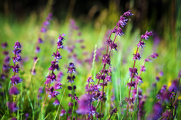 포토 JPG 해외이미지 식물 디자인 응시 계절 꽃 백그라운드 패턴 자연 초원 사람없음 야외 장식 여름 뷰티 환경 정원 검은색 침묵 고요 놀람 봄 활발 들꽃 벚꽃 시골 신선 최고 우아함 허브 원예 거인 수유 해외포토 시선 감정 컬러 컨셉 무늬 표정 취미 소리 생태계 파일형식 이미지허브
