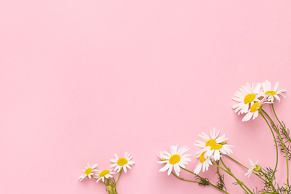 포토 JPG 해외이미지 꽃 분홍색 실내 사람없음 캐모마일 카피스페이스 해외포토 식물 컬러 내부 공백 허브 파일형식 이미지허브