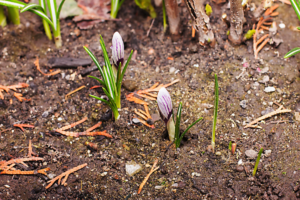 포토 JPG 해외이미지 전통 접시 영어 음식 백그라운드 다이어트 재료 탁자 아침 건강 육류 돼지고기 요리 사람없음 가로 갈색 노란색 주방 계란 식사 튀김 흰색 신선 소시지 맛 아침식사 먹기 오브젝트 유기농 햄 베이컨 노른자 팬케이크 점심식사 스크램블 맛있는 해외포토 주간 문자 식기 웰빙 컬러 가구 컨셉 식재료 모션 케이크 알 가공식품 계란요리 파일형식 이미지허브
