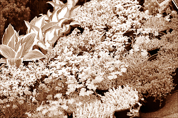 포토 JPG 해외이미지 나무 식물 계절 꽃 분홍색 백그라운드 잎 밭 농업 자연 종류 옥수수 사람없음 야외 빨간색 초록색 파란색 컬러풀 뷰티 농장 정원 흙 봄 성장 흰색 신선 개화 내추럴 해외포토 산업 컬러 곡류 생태계 파일형식 이미지허브