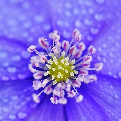 포토 JPG 해외이미지 식물 계절 꽃잎 꽃 줄기 분홍색 백그라운드 잎 꽃무늬 자연 풍경 사람없음 야외 파란색 뷰티 머리 정원 봄 들꽃 벚꽃 흰색 개화 숲 묘사 속도 생물학 내추럴 꽃수술 노루귀 아네모네 영원 해외포토 교육 컬러 무늬 신체부위 생태계 파일형식 이미지허브