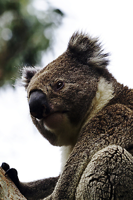 포토 JPG 해외이미지 나무 동물 야생동물 포유류 자연 털 사람없음 세로 머리 호주 숲 내추럴 유칼립투스 특별함 해외포토 식물 컨셉 신체부위 오세아니아 생태계 파일형식 이미지허브