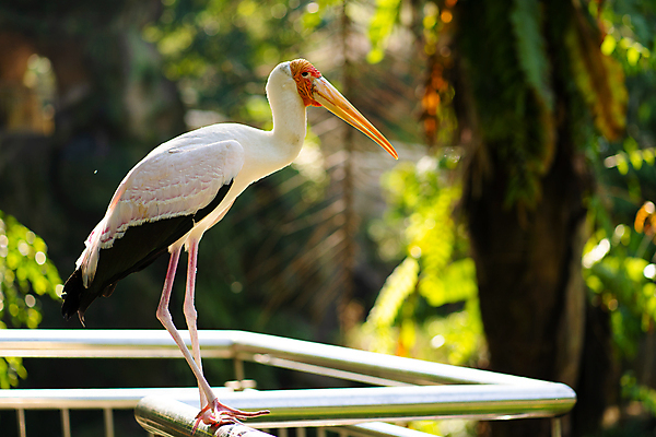 포토 JPG 해외이미지 동물 공원 아시아 야생동물 백그라운드 날개 오렌지 자연 조류 주택 동물원 서기 동양인 사람없음 야외 빨간색 초록색 물 여름 컬러풀 노란색 환경 맑음 자유 흰색 황무지 우아함 큼 사파리 깃털 부리 새장 목 말레이시아 계산서 내추럴 동물상 생태학 이국적 황새 해외포토 자연요소 계절 공공시설 교육 나라 컬러 컨셉 과일 모션 날씨 인종 건물 신체부위 조형물 크기 생태계 케이지 파일형식 이미지허브