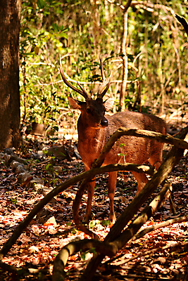포토 JPG 해외이미지 주간 나무 야생동물 사슴 국립공원 사람없음 야외 나뭇가지 숲 인도네시아 해외포토 자연요소 식물 동물 공원 아시아 포유류 파일형식 이미지허브