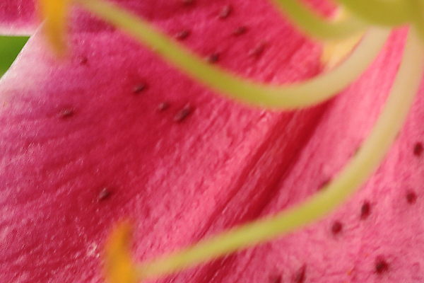 포토 JPG 해외이미지 식물 공원 꽃잎 꽃 분홍색 꽃다발 백그라운드 잎 꽃무늬 자연 벽지 사람없음 빨간색 초록색 컬러풀 뷰티 정원 봄 활발 벚꽃 흰색 신선 개화 닫기 소프트포커스 다발 원예 내추럴 생태학 해외포토 계절 공공시설 교육 컬러 컨셉 무늬 모션 촬영기법 취미 생태계 파일형식 이미지허브