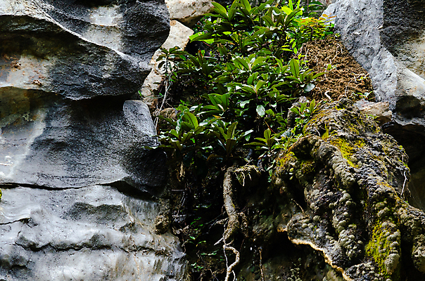 포토 JPG 해외이미지 나무 식물 계절 공원 꽃 아시아 도로 여행 백그라운드 잎 자연 산 안테나 사람없음 야외 목재 초록색 빛 햇빛 평화 환경 봄 안개 신선 숲 열대우림 내추럴 양치류 해외포토 공공시설 나라 길 컬러 컨셉 재료 통신 교통시설 날씨 태양 생태계 파일형식 이미지허브
