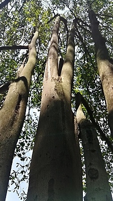 포토 JPG 해외이미지 나무 식물 공원 잎 자연 하늘 풍경 사람없음 목재 초록색 여름 환경 나뭇가지 숲 큼 나무껍질 옛날 해외포토 계절 공공시설 컬러 재료 껍질 크기 생태계 파일형식 이미지허브