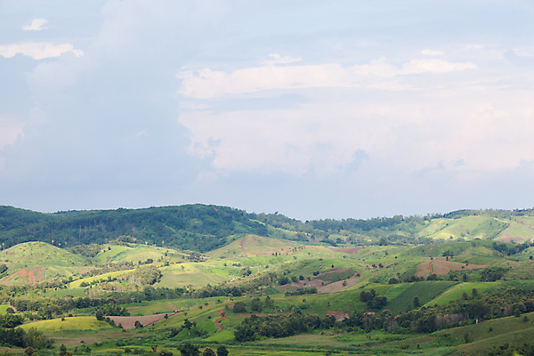 포토 JPG 해외이미지 나무 식물 계절 산업 여행 밭 농업 자연 하늘 밥 산 풍경 사람없음 초록색 여름 농장 농경지 마을 시골 숲 땅 언덕 장면 지역 해외포토 음식 컬러 생태계 파일형식 이미지허브