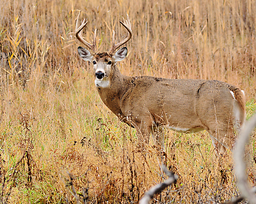 포토 JPG 해외이미지 동물 남자 야생동물 포유류 자연 사슴 뿔 사람없음 달러 티켓 숲 해외포토 돈 사람 생태계 파일형식 이미지허브